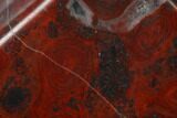 Polished Stromatolite (Collenia) - Minnesota #136922-1